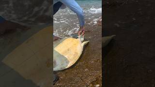 Incredible Turtle Rescue! Saving Ocean Wildlife #shorts