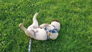 French Bulldog Pup Enjoys Roly Poly to Full Extent