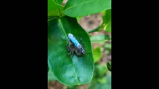 Spider Wasp with a spider kill #shorts #wasp