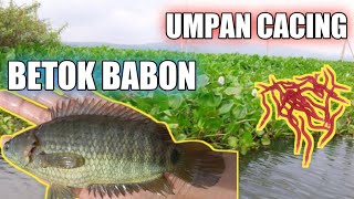 Mancing Ikan Betok Umpan Cacing Di Pulau Sulawesi