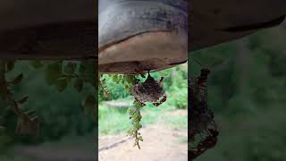 Wasp. They are brave and violent #viralvideo #subscribe #fieldsandmountains