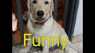 Adorable Dog Videos of 2015 - Funny Dogs and Puppies - Vine Compilation