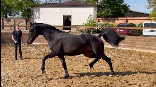 Not for sale. Mare Zoria by Zenon - Sandro Hit - Florestan l, 2021 y.b., 3 y.o., OL