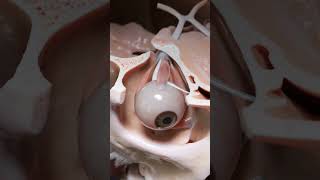 eye 👁️👀 3D Animation video Human body #shorts#ytshorts #tranding