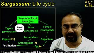 Study of classification, morphology, anatomy and reproductive structures in Sargassum Part 02