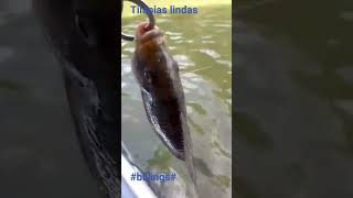 billings agoniza no esgoto e peixes luta pra sobreviver!!!!