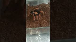 Brachypelma boehmei (Mexican Fireleg Tarantula) ☢️ FEEDING 2 🎬#tarantula #tarantulafeeding