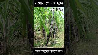 বাংলাদেশে ফিলিপাইনের কালো আঁখ - Filipine Sugarcane in bd - Krishi Bicitro - কৃষি বিচিত্র #shorts