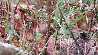 Winter Wren