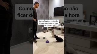 Vocês possuem ou conhecem cães ansiosos na hora de comer? #caioadestrador #shorts #cachorro #cão