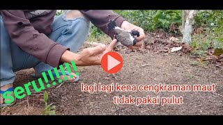 pikat kutilang cengkram, mikat di tanah tanpa pulut