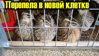 Перепела в новой клетке. Разведение перепелов