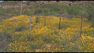 Blomme in die Swartland + Kobee Tersia en Tinus 2008