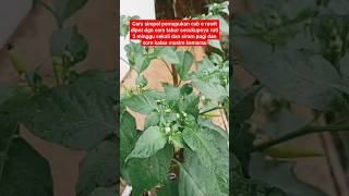 cara simpel pemupukan cabe di pot#pertanian #berkebun #berkebundirumah #petualangan #lebah