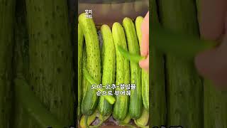 오이지 20개만 만들어볼게요!