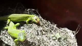 Georgian Green Lizard