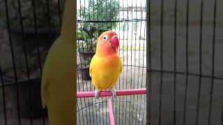 Lovebird ini memanggil lovebird lain