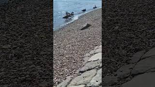 Die Wilden Gänse am #rhein Teil2 #shorts #short