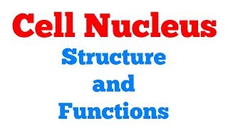 Cell Nucleus || #Biochemistry