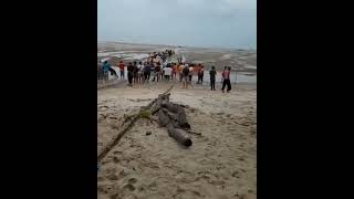 Desaparece el mar en las costas de  Sumpur, islas Bangka Belitung en Indonesia