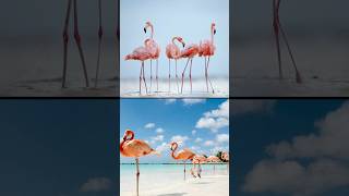 Why Flamingos Form Gang Cliques #shorts