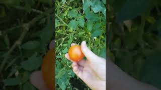 Tomato harvest