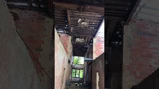 TORNADO DESTROY ABANDONED SCHOOL #shorts #abandoned #scary #urbex #tornado #urbanexploration #creepy