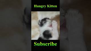 Funny Kitten Activities #Viral #Shorts