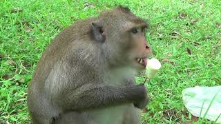 Pity Hungry And injured Monkey attacking for food Now He know how to Ice Cream Like Human Being