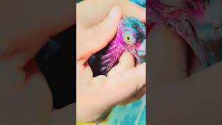 colourful pigeon #shorts #ytshorts #nafeespigeon #princy