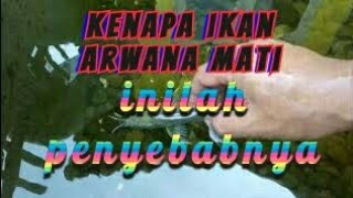 Penyebab ikan arwana mati