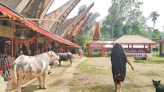 inilah Deretan KERBAU MAHAL Di Sa'dan Malimbong.