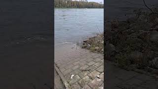 ein #motorboot Treibt auf dem #rhein Teil 1 #shortsvideo