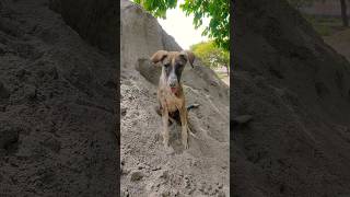 बात तो सच्ची है #youtubeshorts #dog #dogvideos ❤️