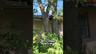 Cuidado con los ARBOLES alrededor de la propiedad