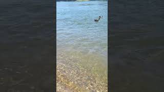 Die Wilden Gänse am #rhein Teil1 #shorts #short