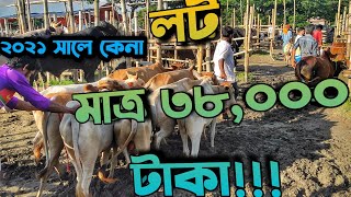 হযরতপুর হাট থেকে এত কমে কি আর গরু পাওয়া সম্ভব || Purbasha Agro || Hozrotpur haat