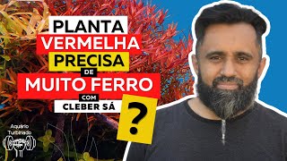 PLANTAS VERMELHAS precisam de MUITO FERRO? | Como Fertilizar Aquário Plantado