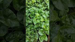 Harvest Various Vegetables for Making Indonesian Salad || Panen Aneka Sayur Hijau Untuk Bahan Urap