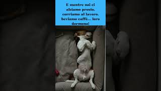 "La Gara del Sonno" #shorts #amicifelini #dog #doglover #cute