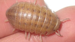 Helleria brevicornis Isopod Care Guide