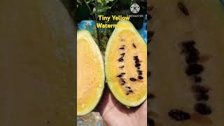 yellow watermelon