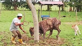 Luchando con una vaca