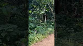 Jalan Jalan Pagi hari ditemani para monyet 😂 di Taman Tahura Dago #baby