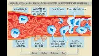 INFLAMAÇÃO - Imunologia (VÍDEO AULA)