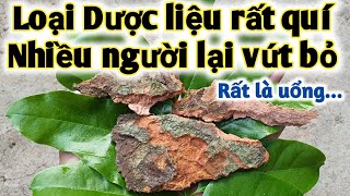 Bài thuốc đặc trị các bệnh ngoài da viêm nang lông, vảy nến, viêm da đầu, nấm móng. PHAN HẢI Vlog