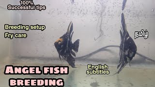 Angel fish breeding | Step by step process | Aquapets & Farm