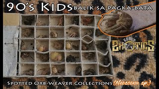 Spotted Orb-Weaver Spider Collections (Neoscona spp.) - 90's Kid's Balik Sa Pagkabata #GEV52