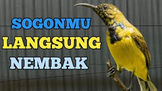 🔴 SOGONMU LANGSUNG NEMBAK, PANCINGAN SOGON BIAR NEMBAK GACOR