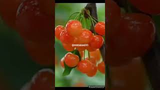 beautiful nature with rural life~eating fruits at farm#shorts#nature@mashi_life